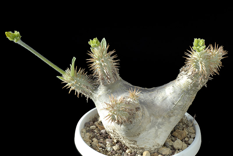 Pachypodium densiflorum v. densiflorum Cm. 19 € 72,00.jpg